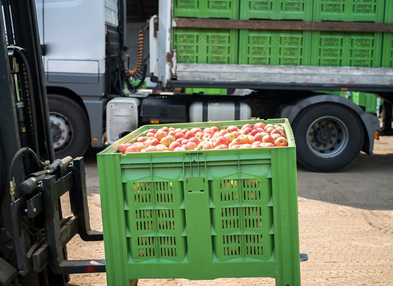 Apples being moved in plastic pallet on forklift